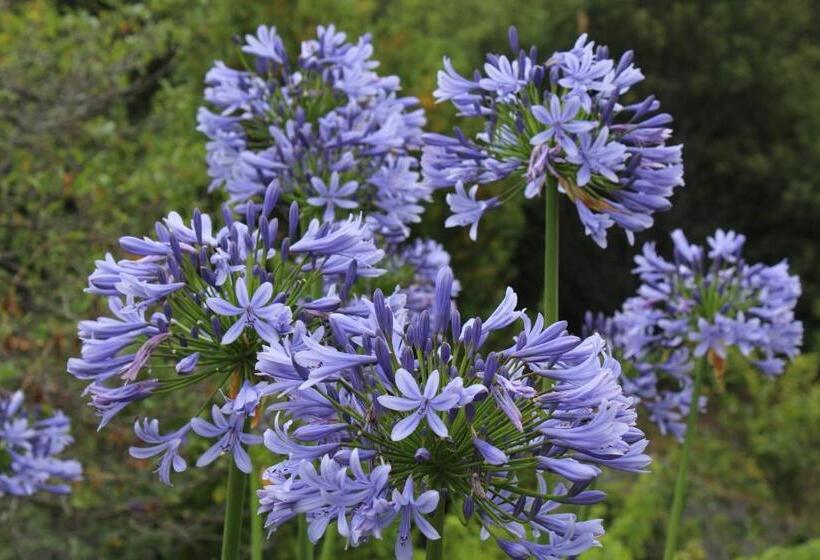 ベッドアンドブレックファースト Segni E Impronta