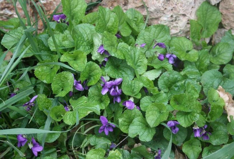 ベッドアンドブレックファースト Segni E Impronta