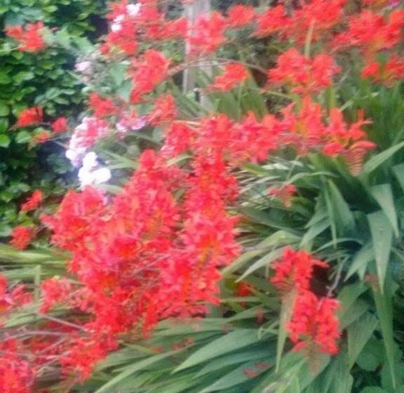 ベッドアンドブレックファースト Tilly Cottage