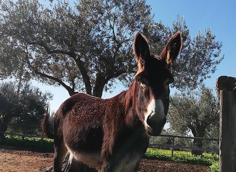 호텔 Terre Di Senia