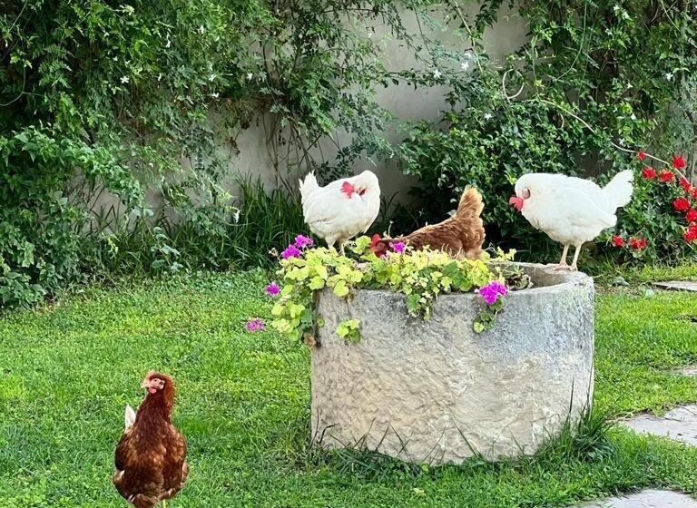 호텔 Terre Di Senia