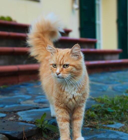 פנסיון Cà Di Gatti Guesthouse