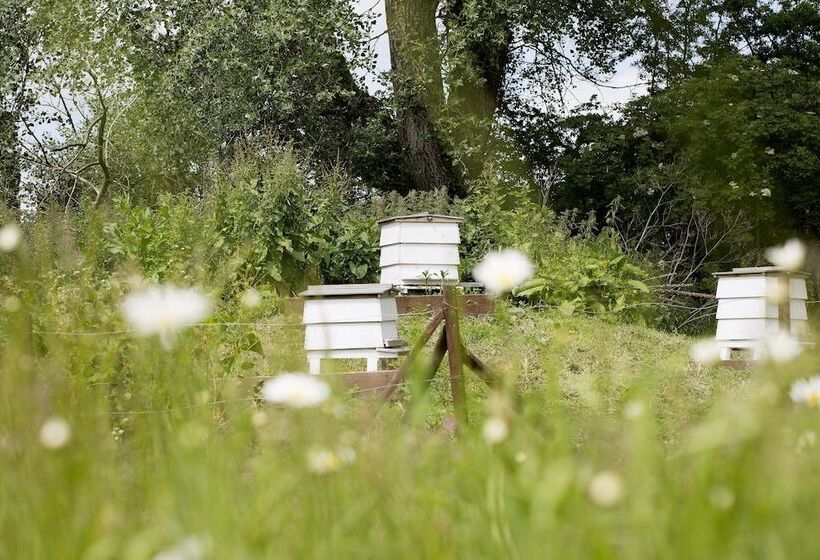 فندق فئة نجمة واحدة Old Swan