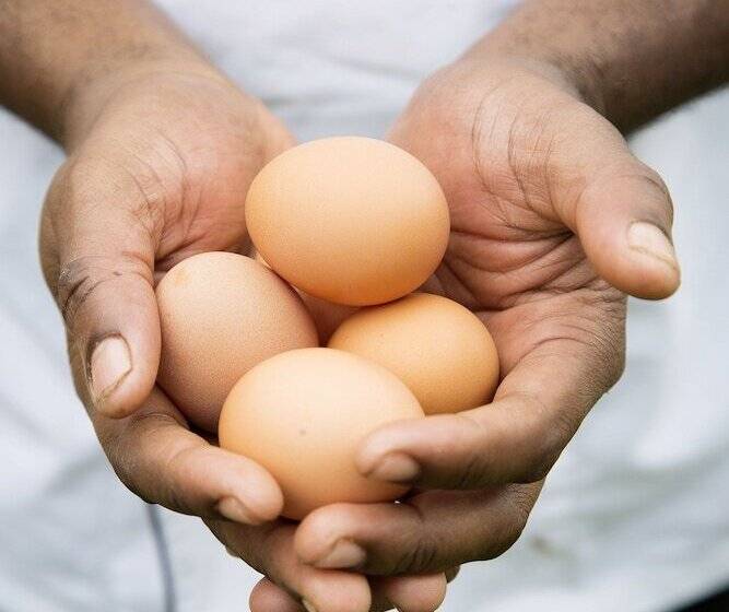 فندق فئة نجمة واحدة Old Swan