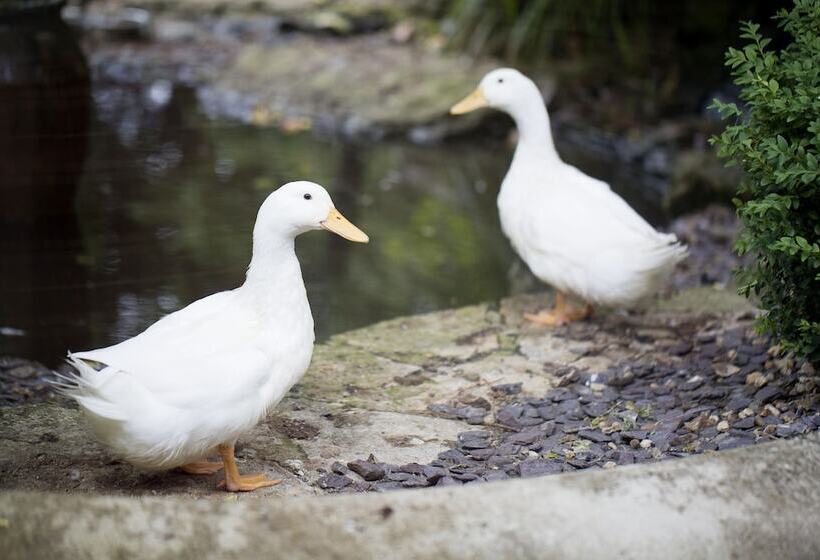 فندق فئة نجمة واحدة Old Swan