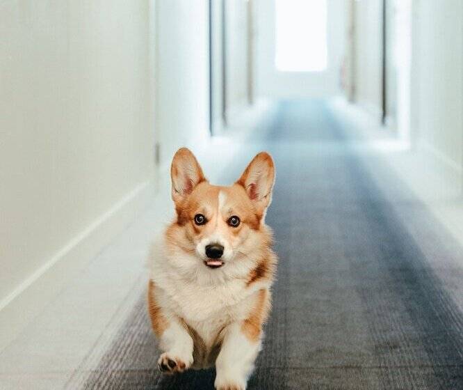 Residence Inn Ghent By Marriott