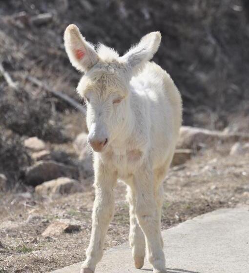 ホテル Geranio Rosso