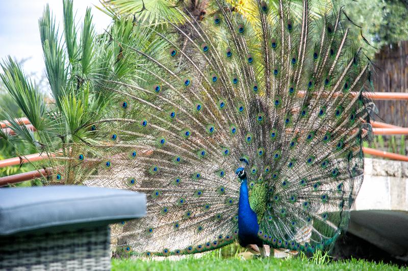 בית מלון כפרי Achtis