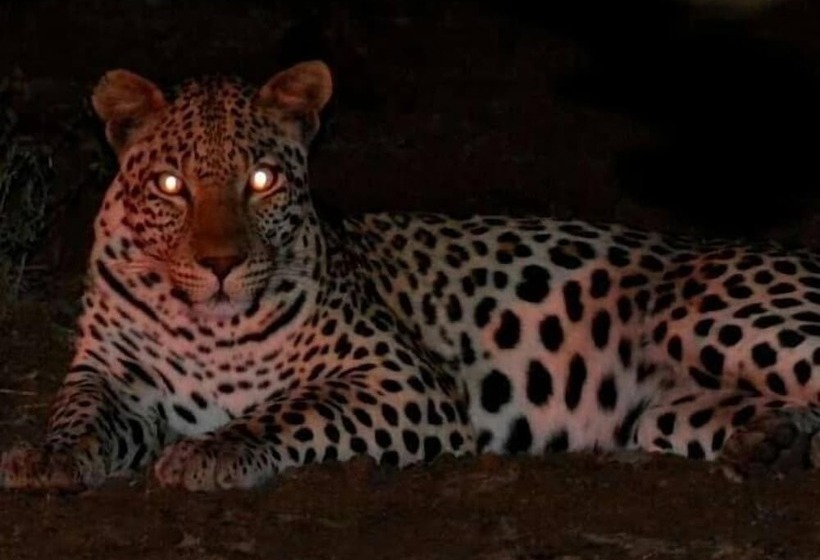 בית מלון כפרי Bonamanzi Game Reserve