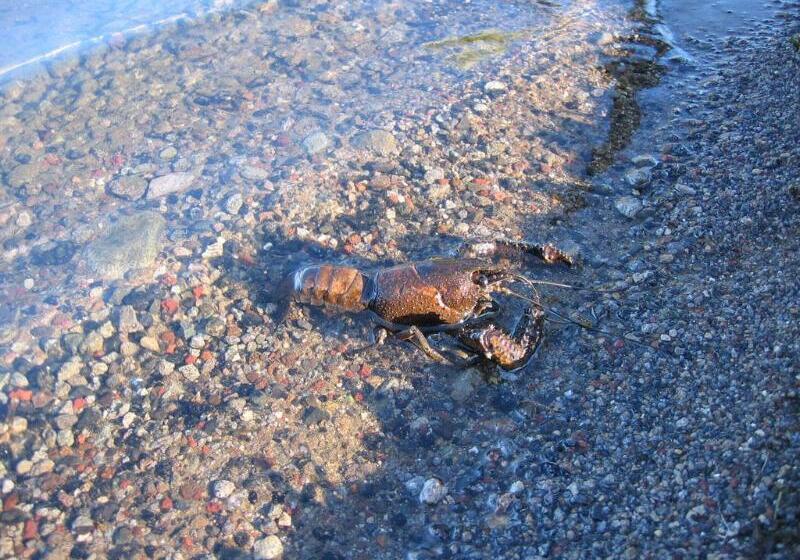 Отель Koura Lodge