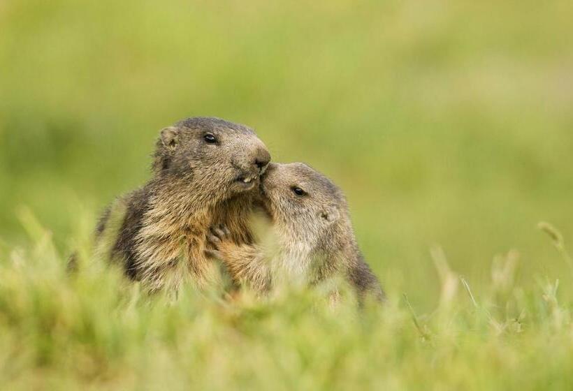 فندق Les Afforets