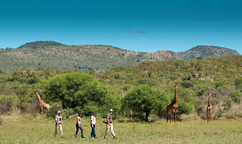 호텔 Madikwe Safari Lodge