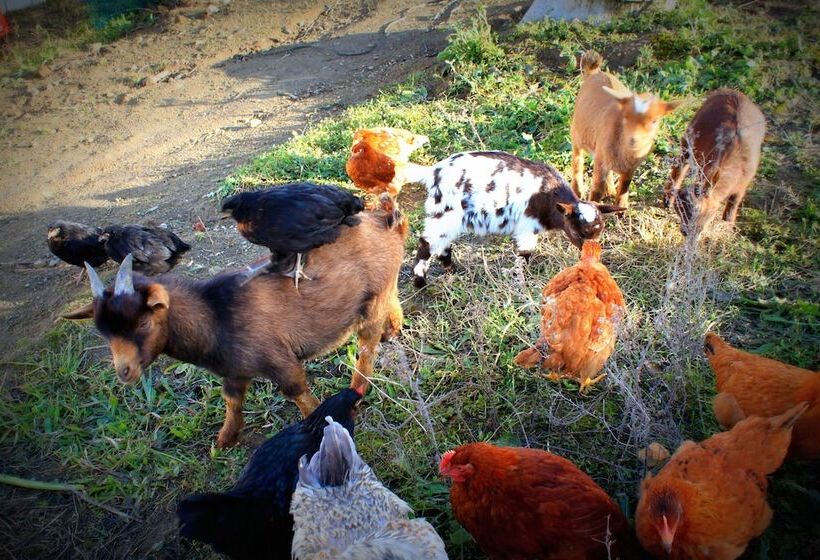 Отель O Gato & Spa