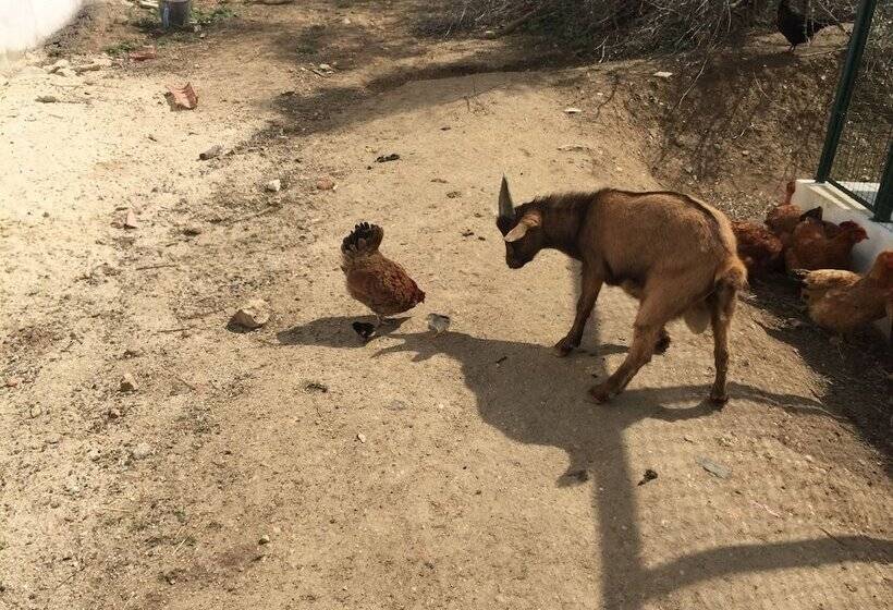 Отель O Gato & Spa