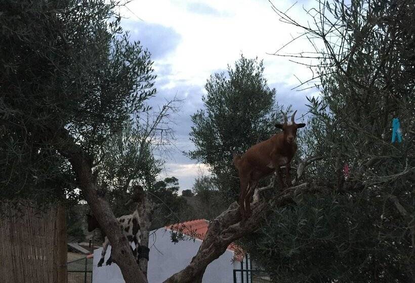 Отель O Gato & Spa