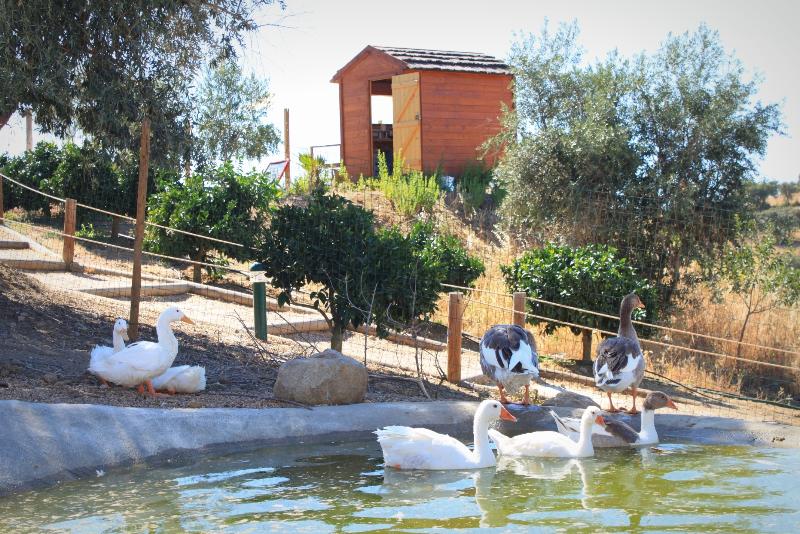 Отель O Gato & Spa