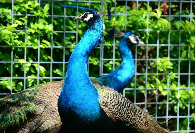 ホテル Sheraton Sanya Haitang Bay Resort