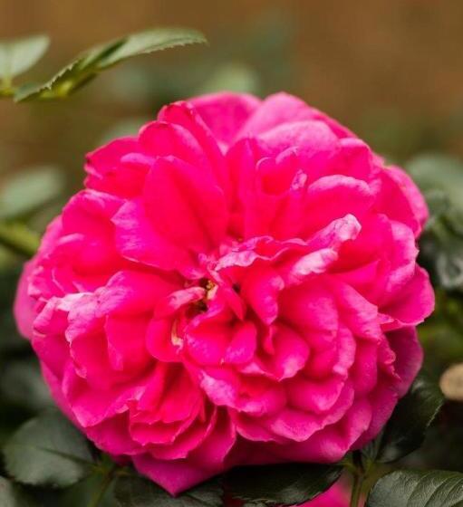 بنسيون La Casa Nostra Villa Rose Garden Bella