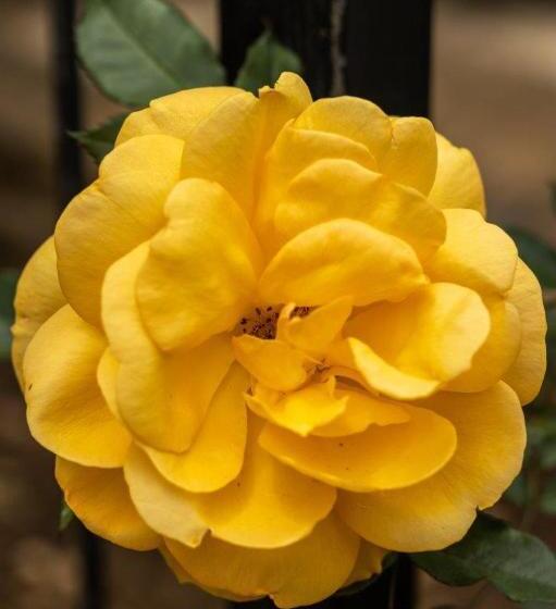 بنسيون La Casa Nostra Villa Rose Garden Bella