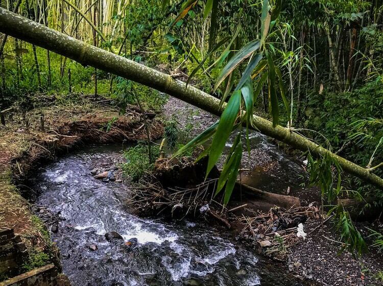 بنسيون Room In Lodge   Tree House Finca La Floresta Verde