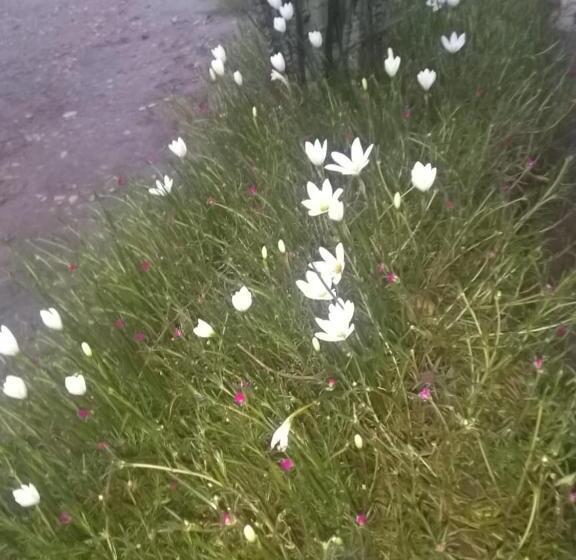 בית מלון כפרי Tranquility Homestay