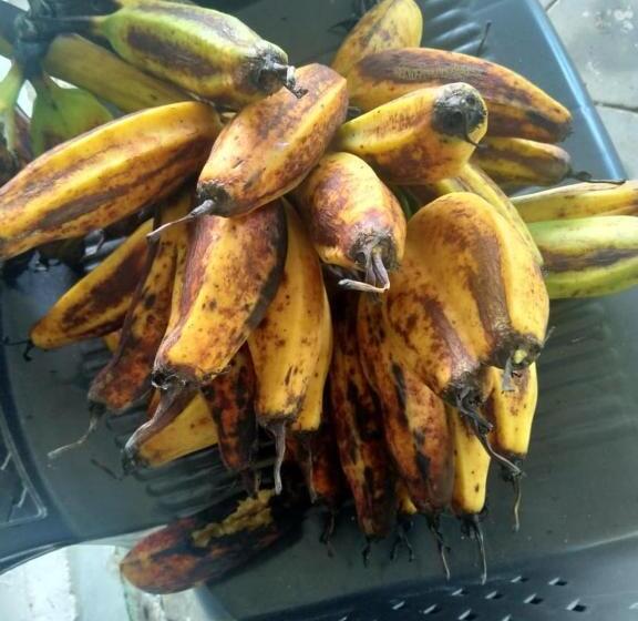 בית מלון כפרי Tranquility Homestay