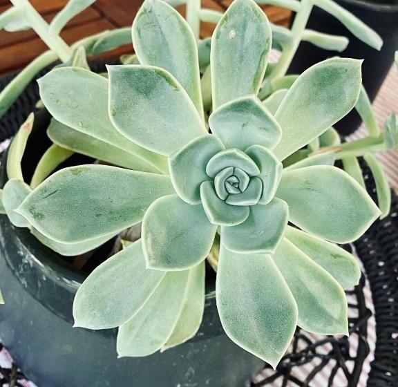 بنسيون Cottonwood Guesthouse Oasis