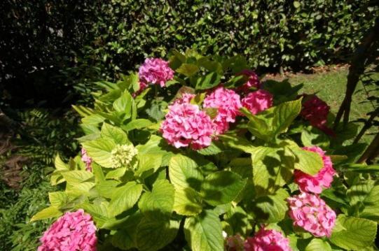 酒店 Albergo Ponte Vecchio