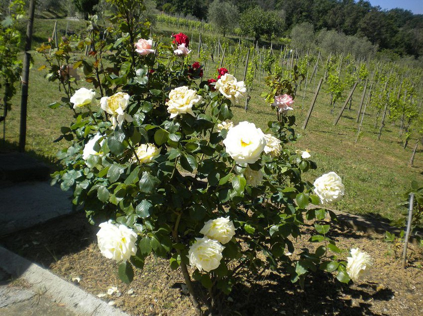 ホテル Bello Stare Charming Retreats