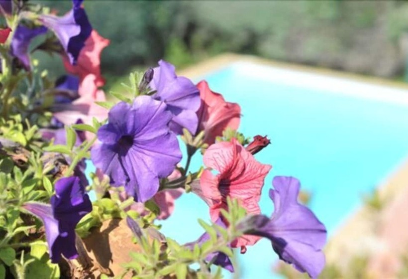 בית מלון כפרי Belvédère Cannes Mougins