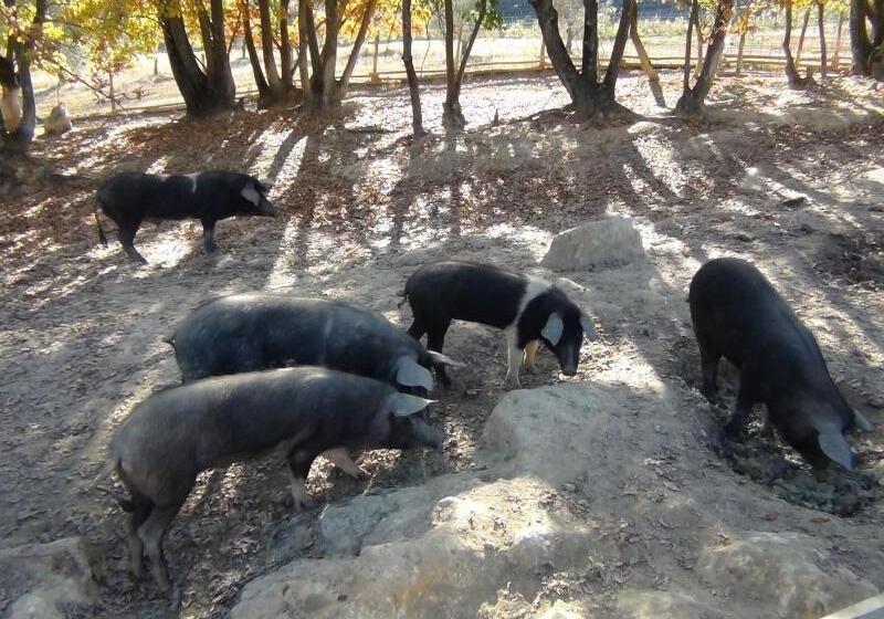 호텔 Fattoria Pianetti