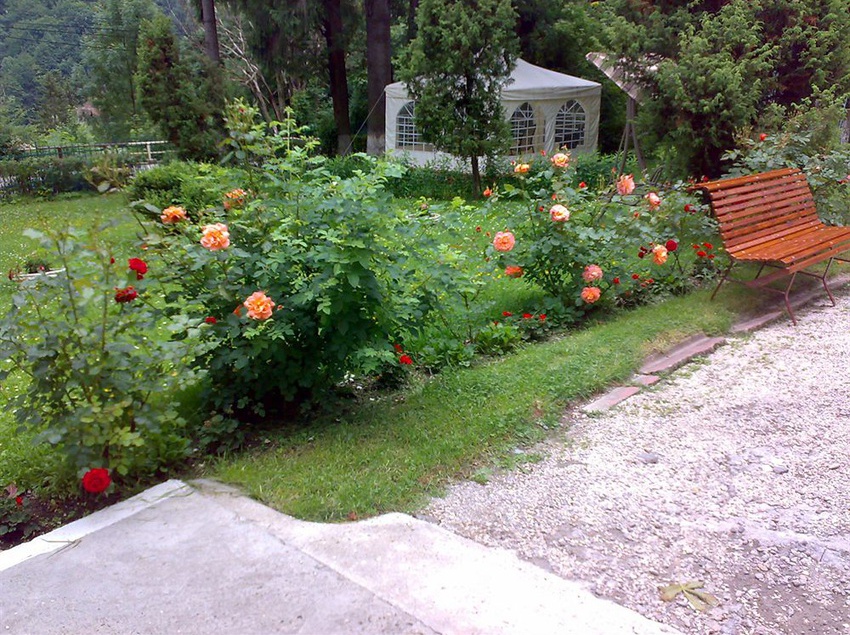 فندق Vila Camelia