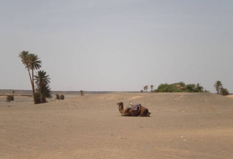Riad Aicha & Camel Trekking