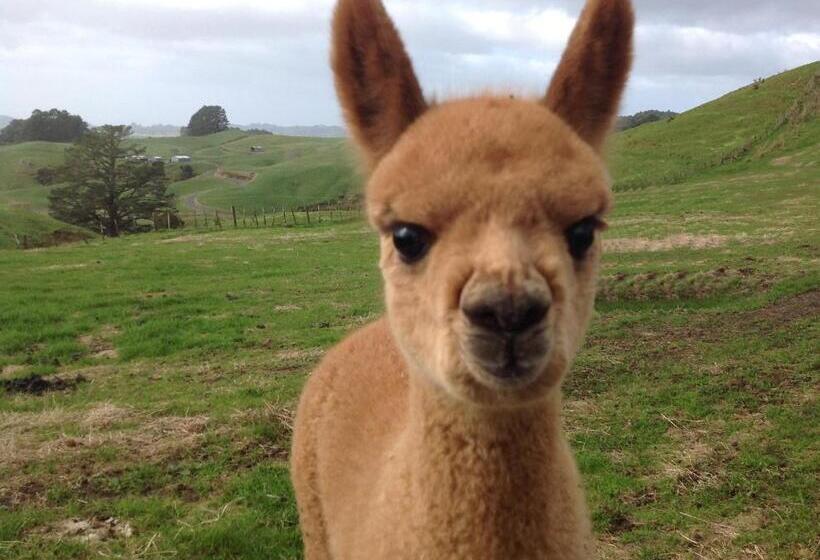בית מלון כפרי Waihi Gold Alpacas 1 Or 2 People