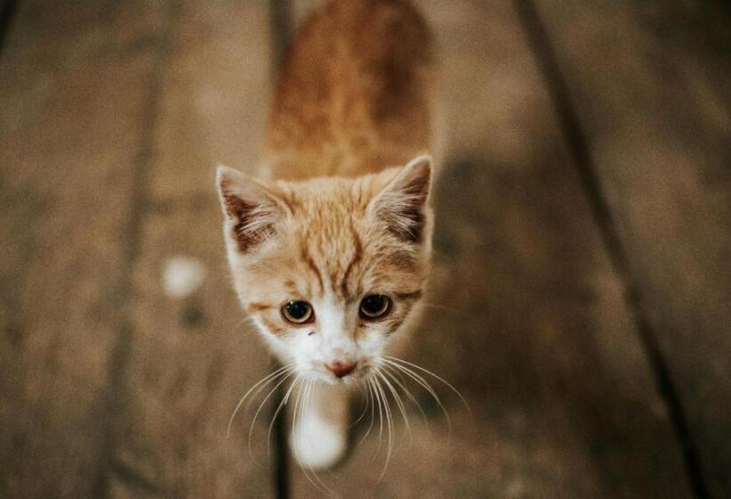 בית מלון כפרי Adelwöhrer Bauernhaus