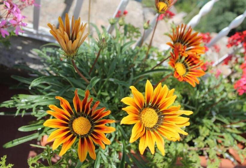 צימר Sunset House