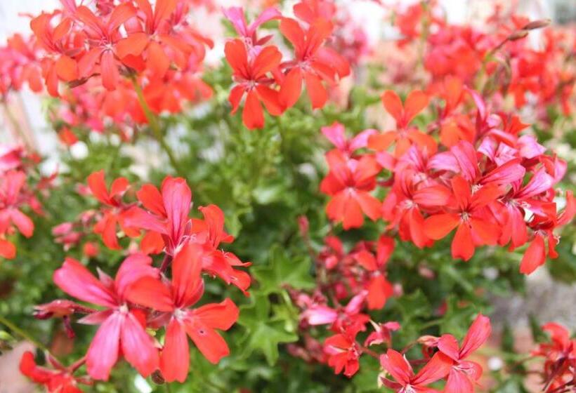 צימר Sunset House