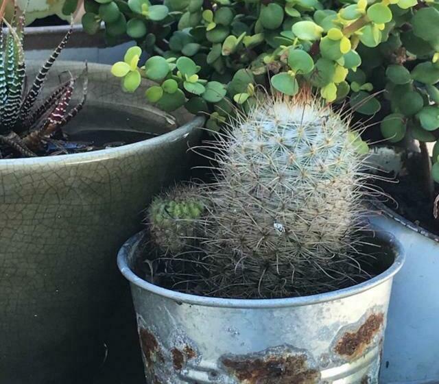 بنسيون Oak Tree Garden Cottage