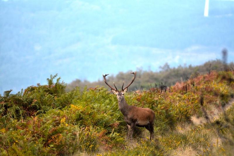 펜션 Quinta Do Viso Alojamento Local