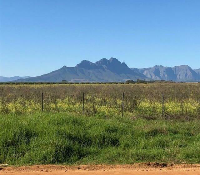 بنسيون The Vineyard East