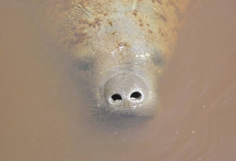 הוסטל Pousada Villa Tatuamunha