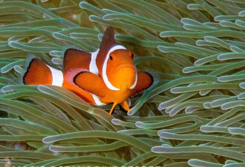 Magic Oceans Dive Resort