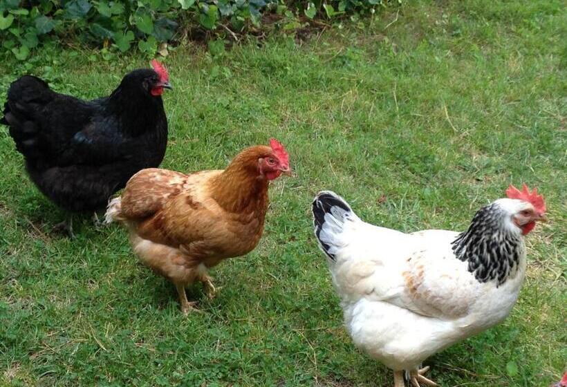 פנסיון Southdown Cottage