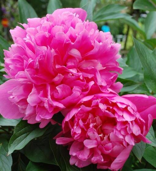 Allégården Kastlösa Vandrarhem