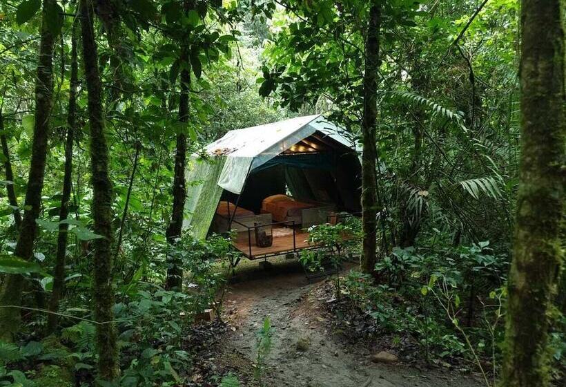 هتل Hamadryade Lodge