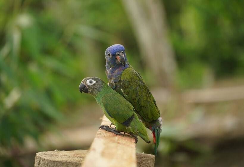 هتل Hamadryade Lodge