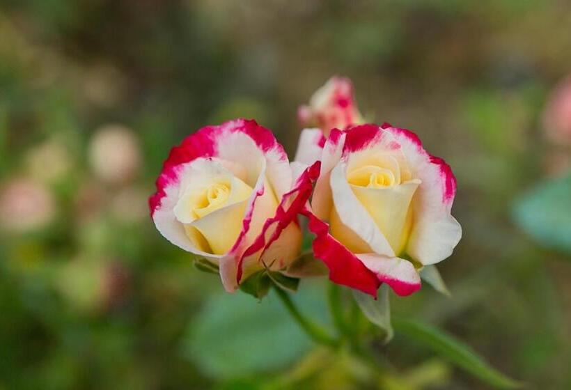 Bed and Breakfast Le Camere Del Relais La Pieve Vecchia