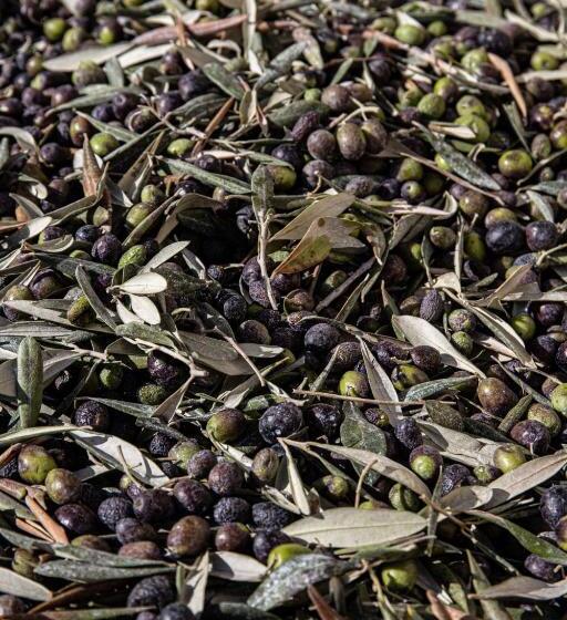 Agriturismo Podere L'agave