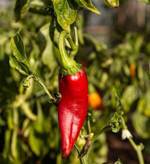 Agriturismo Podere L'agave