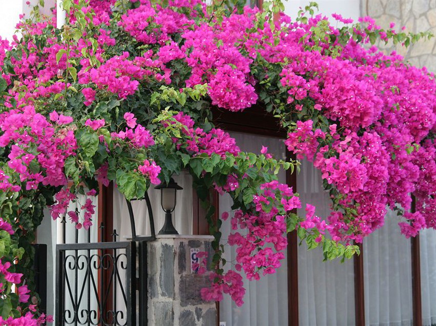 Отель Alba Marin